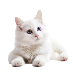 shorthair cat