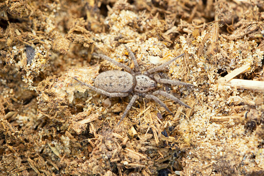 Desert ground spider, Berlandina sp, Desert National Park, Rajasthan