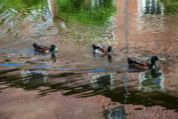 Ducks in the Ditch of Voegeding Mansion