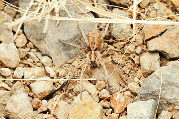 Ground wolf spider, Hogna desertii, Desert National Park, Rajasthan