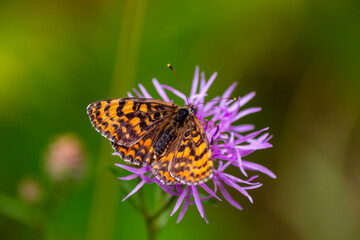 Motyl. © Marcin Lonczak
