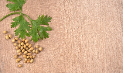 Dried coriander seeds with fresh green leaf isolated on wooden background. Top view. Flat lay