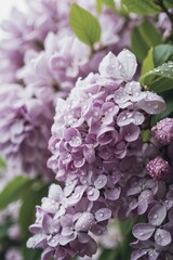 Blooming Purple and White Lilac Flowers in Close-up