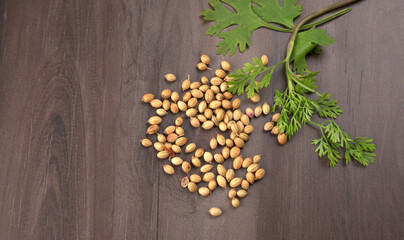 Dry coriander seeds with small bamboo spoon and green fresh bunch coriander leaves,famous spices ingredients in asia's kitchen.