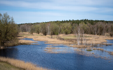 View on swamp with brown grass in spring - obrazy, fototapety, plakaty