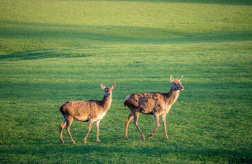 Two female red deer standing on green meadow in sunset