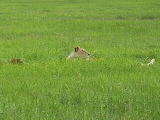 Lion head in grass