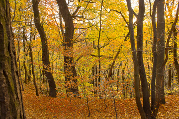 autumn landscape. View of an autumn forest with yellow leaves