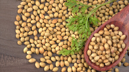 Dry coriander seeds with small bamboo spoon and green fresh bunch coriander leaves,famous spices ingredients in asia's kitchen.