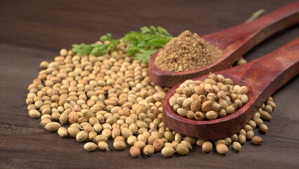 Dry coriander seeds with small bamboo spoon and green fresh bunch coriander leaves,famous spices ingredients in asia's kitchen.