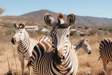 Foto op Canvas Zebras showcasing iconic striped patterns in their natural african wilderness habitat © Aliaksandra