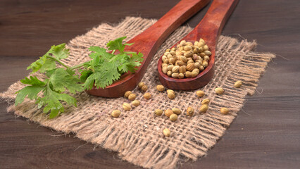 Dry coriander seeds with small bamboo spoon and green fresh bunch coriander leaves,famous spices ingredients in asia's kitchen.