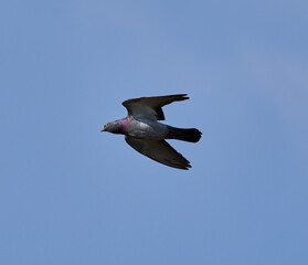 Dove in flight\