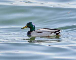 Male mallard duck on lake