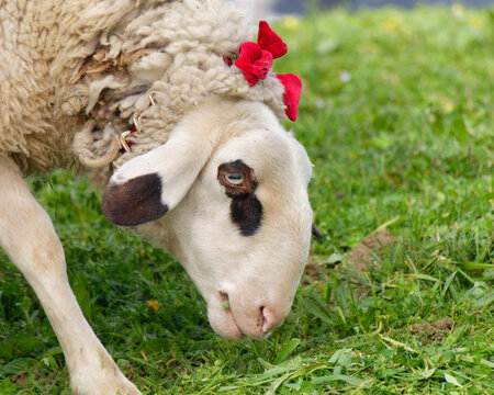 Close-up photo of a cute Jezersko-Solcava sheep with a red bow grazing the grass