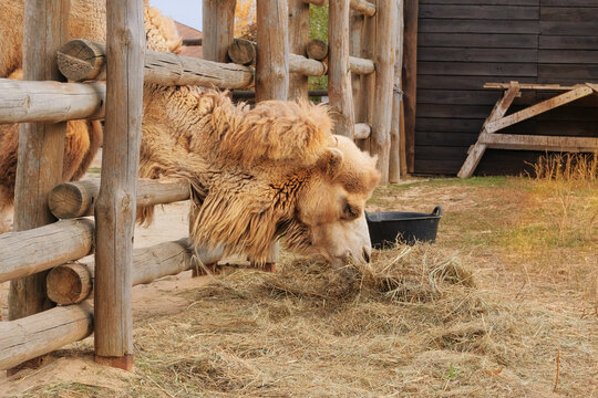 Camel eating hay at zoo. Keeping wild animals in zoological parks. Camels can survive for long periods without food.