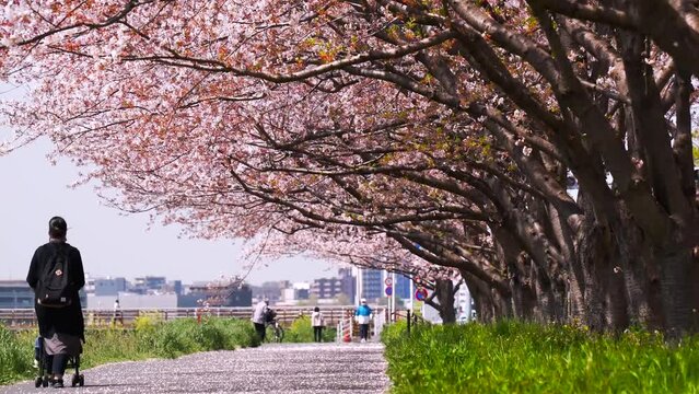 【東京都・大田区】桜舞う多摩川河川敷の風景　ティルトアップ　
Scenery of the Tama River riverbed with cherry blossoms dancing - Tokyo, Japan - 4K video - tilt up