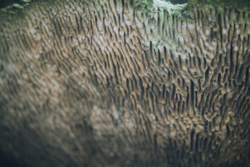 Mushroom detail in the foreground mushrooms)