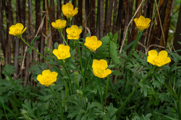 Close Up of bulbous buttercup flowers (ranunculus bulbosus) blooming in spring