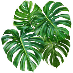 Green leaf of Swiss cheese monstera plant or split-leaf philodendron (Monstera deliciosa) the tropical foliage popular houseplant on transparent, alpha background png - obrazy, fototapety, plakaty