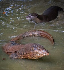 A smooth-coated otter puts the run on the large Malayan Water Monitor. The lizard stood in place for an impressive amount of time before breaking free, tail end nibbled all the way.