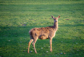 Naklejka na ściany i meble Female red deer on green meadow looking to camera