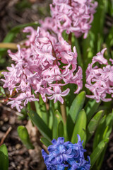 Hyacinthus orientalis flowering pink and blue during eaaster in spring