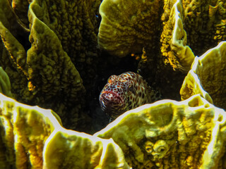 Beautiful inhabitants of the coral reef in the Red Sea