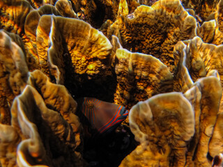 Beautiful inhabitants of the coral reef in the Red Sea