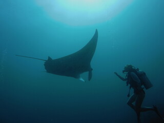 NOVATEK CAMERA manta gigante submarinista maldivas