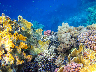 Beautiful inhabitants of the coral reef in the Red Sea