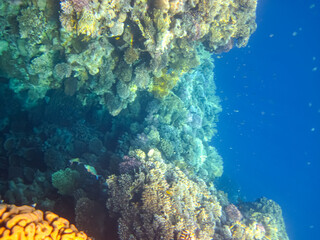 Beautiful inhabitants of the coral reef in the Red Sea