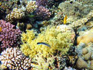 Naklejka na ściany i meble Beautiful inhabitants of the coral reef in the Red Sea