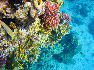 Beautiful inhabitants of the coral reef in the Red Sea