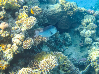 Naklejka na ściany i meble Beautiful inhabitants of the coral reef in the Red Sea