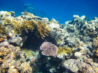 Beautiful inhabitants of the coral reef in the Red Sea