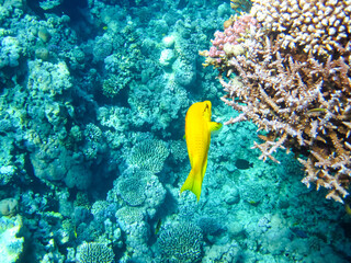 Fototapeta na wymiar Beautiful inhabitants of the coral reef in the Red Sea