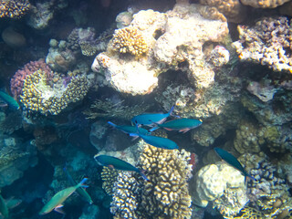 Beautiful inhabitants of the coral reef in the Red Sea