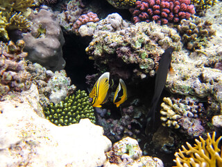 Beautiful inhabitants of the coral reef in the Red Sea
