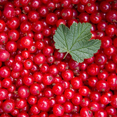 Texture of ripe red currant berries close up. - 773018979