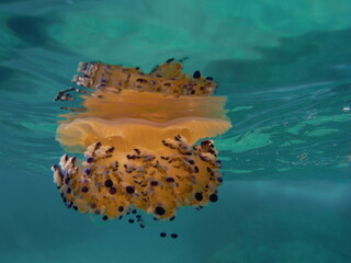 NOVATEK CAMERA medusa