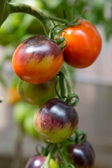 Closeup of big red tomatoes hanging on bush in garden - 773019797