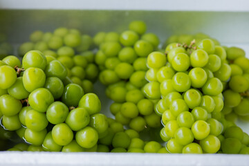 green Shine Muscat grapes, washed in a bowl
