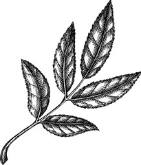 Fallen leaf drawing. Autumn plant vector sketch. Hand-drawn botanical design element. Fall nature illustration