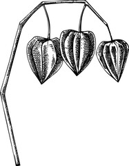 Physalis drawing. Autumn plant vector sketch. Hand-drawn botanical design element. Fall nature illustration