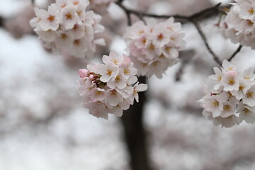 春の公園に咲くソ薄桃色のソメイヨシノの桜の花