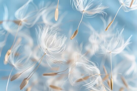 Macro Photography of Dandelion Seeds Floating in the Air, Floral Fluff Background