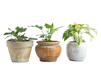 Ceramic Plant Pots Trio Displayed On Transparent Background.