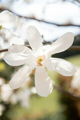 white magnolia flower