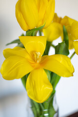 yellow tulips on a white